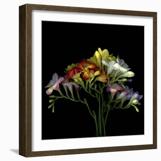 Freesia 7-Magda Indigo-Framed Photographic Print