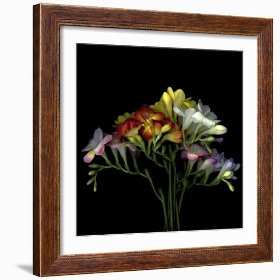 Freesia 7-Magda Indigo-Framed Photographic Print