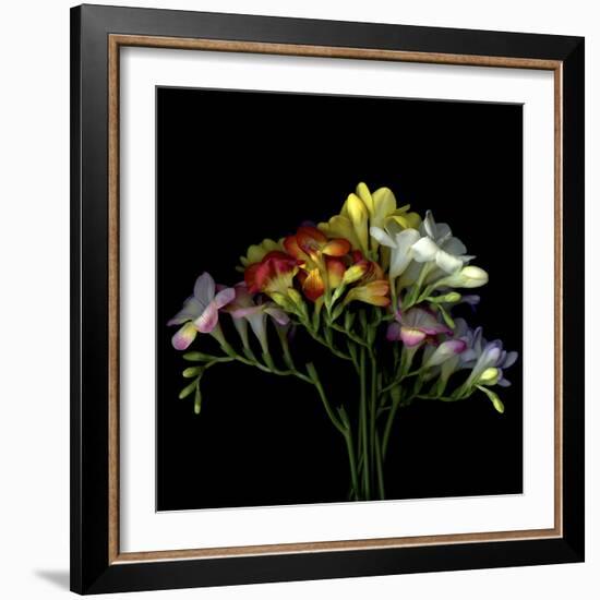 Freesia 7-Magda Indigo-Framed Photographic Print