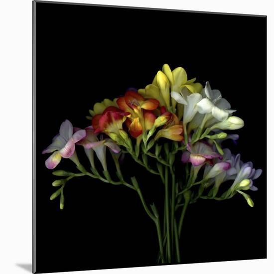 Freesia 7-Magda Indigo-Mounted Photographic Print