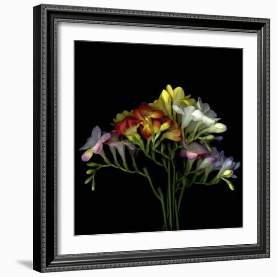 Freesia 7-Magda Indigo-Framed Photographic Print