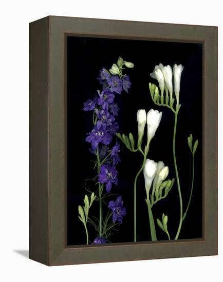 Freesia and Delphinium on Black Background-Anna Miller-Framed Premier Image Canvas