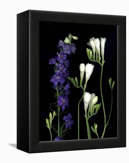 Freesia and Delphinium on Black Background-Anna Miller-Framed Premier Image Canvas