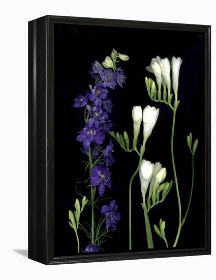 Freesia and Delphinium on Black Background-Anna Miller-Framed Premier Image Canvas