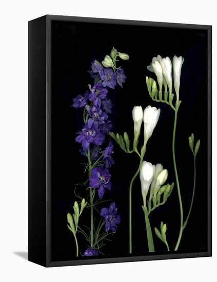 Freesia and Delphinium on Black Background-Anna Miller-Framed Premier Image Canvas