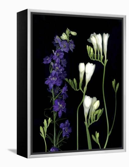 Freesia and Delphinium on Black Background-Anna Miller-Framed Premier Image Canvas