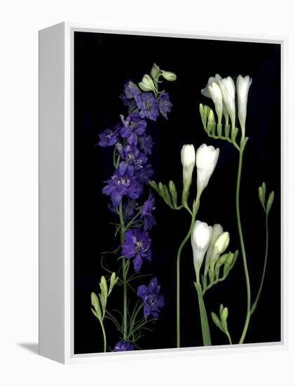 Freesia and Delphinium on Black Background-Anna Miller-Framed Premier Image Canvas