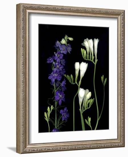 Freesia and Delphinium on Black Background-Anna Miller-Framed Photographic Print