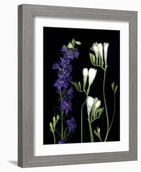 Freesia and Delphinium on Black Background-Anna Miller-Framed Photographic Print