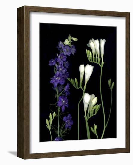 Freesia and Delphinium on Black Background-Anna Miller-Framed Photographic Print