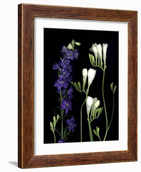 Freesia and Delphinium on Black Background-Anna Miller-Framed Photographic Print