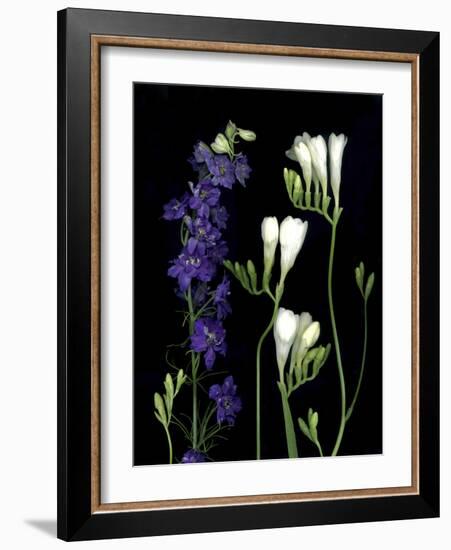 Freesia and Delphinium on Black Background-Anna Miller-Framed Photographic Print