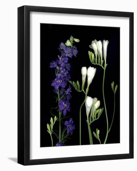 Freesia and Delphinium on Black Background-Anna Miller-Framed Photographic Print