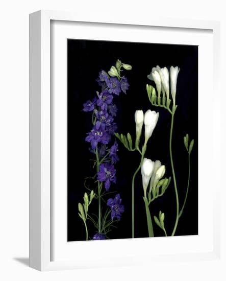 Freesia and Delphinium on Black Background-Anna Miller-Framed Photographic Print