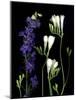 Freesia and Delphinium on Black Background-Anna Miller-Mounted Photographic Print