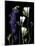 Freesia and Delphinium on Black Background-Anna Miller-Mounted Photographic Print