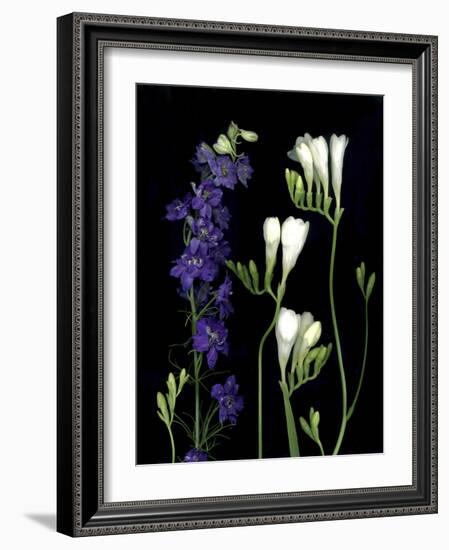 Freesia and Delphinium on Black Background-Anna Miller-Framed Photographic Print