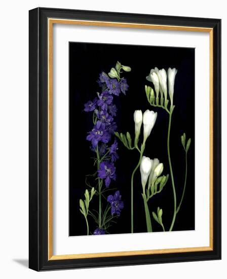 Freesia and Delphinium on Black Background-Anna Miller-Framed Photographic Print