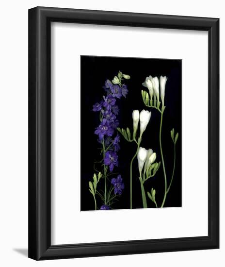 Freesia and Delphinium on Black Background-Anna Miller-Framed Photographic Print