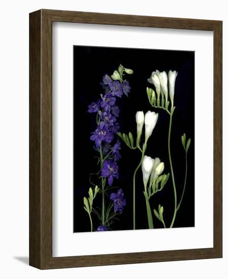 Freesia and Delphinium on Black Background-Anna Miller-Framed Photographic Print