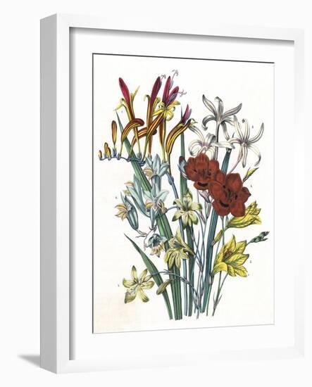 Freesia and Others-null-Framed Art Print