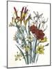 Freesia and Others-null-Mounted Art Print