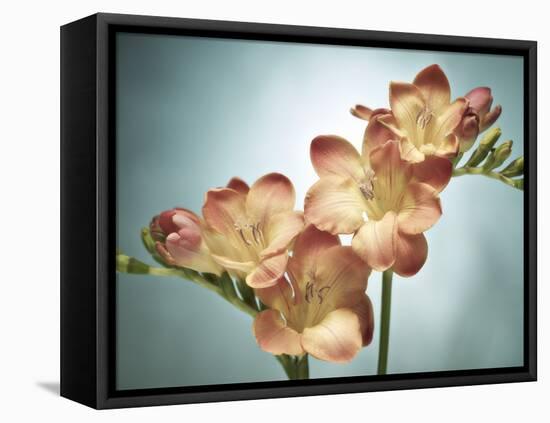 Freesia, Flower, Blossoms, Buds, Still Life, Pink, Yellow, Blue-Axel Killian-Framed Premier Image Canvas