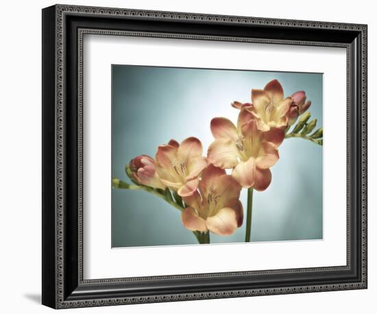 Freesia, Flower, Blossoms, Buds, Still Life, Pink, Yellow, Blue-Axel Killian-Framed Photographic Print