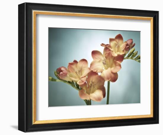 Freesia, Flower, Blossoms, Buds, Still Life, Pink, Yellow, Blue-Axel Killian-Framed Photographic Print