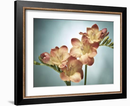 Freesia, Flower, Blossoms, Buds, Still Life, Pink, Yellow, Blue-Axel Killian-Framed Photographic Print