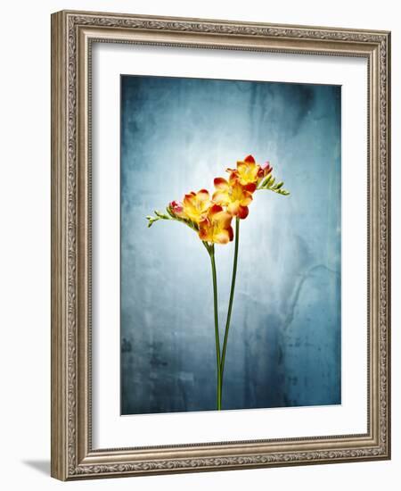 Freesia, Flower, Blossoms, Buds, Still Life, Red, Yellow, Blue-Axel Killian-Framed Photographic Print