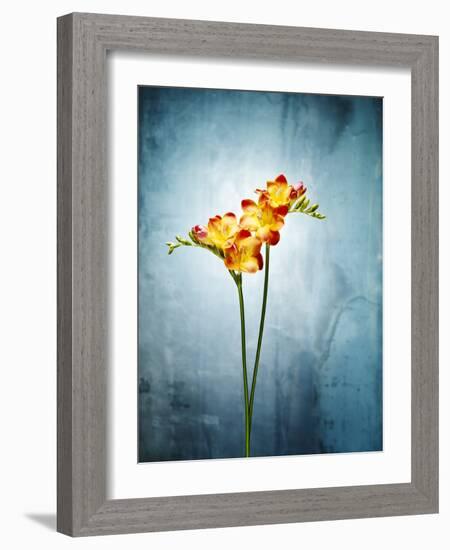 Freesia, Flower, Blossoms, Buds, Still Life, Red, Yellow, Blue-Axel Killian-Framed Photographic Print