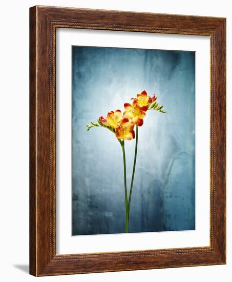 Freesia, Flower, Blossoms, Buds, Still Life, Red, Yellow, Blue-Axel Killian-Framed Photographic Print