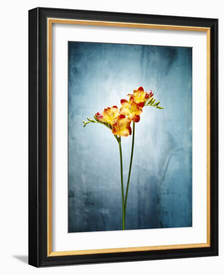 Freesia, Flower, Blossoms, Buds, Still Life, Red, Yellow, Blue-Axel Killian-Framed Photographic Print