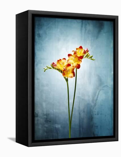 Freesia, Flower, Blossoms, Buds, Still Life, Red, Yellow, Blue-Axel Killian-Framed Premier Image Canvas