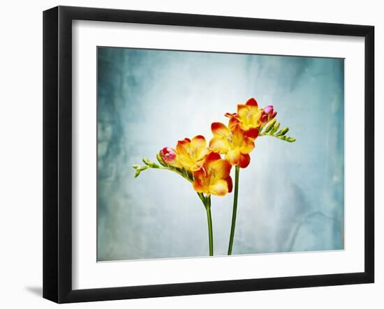 Freesia, Flower, Blossoms, Buds, Still Life, Red, Yellow, Blue-Axel Killian-Framed Photographic Print