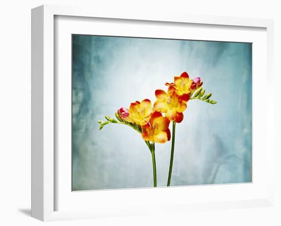 Freesia, Flower, Blossoms, Buds, Still Life, Red, Yellow, Blue-Axel Killian-Framed Photographic Print