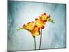 Freesia, Flower, Blossoms, Buds, Still Life, Red, Yellow, Blue-Axel Killian-Mounted Photographic Print