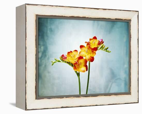 Freesia, Flower, Blossoms, Buds, Still Life, Red, Yellow, Blue-Axel Killian-Framed Premier Image Canvas