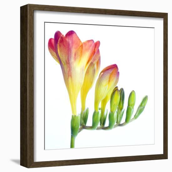 Freesia (Freesia Sp.)-Lawrence Lawry-Framed Premium Photographic Print