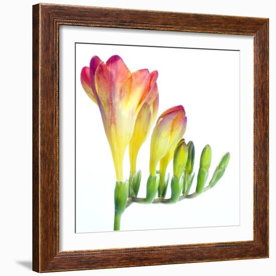 Freesia (Freesia Sp.)-Lawrence Lawry-Framed Premium Photographic Print