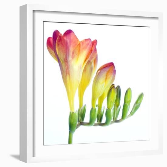 Freesia (Freesia Sp.)-Lawrence Lawry-Framed Premium Photographic Print