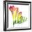 Freesia (Freesia Sp.)-Lawrence Lawry-Framed Premium Photographic Print