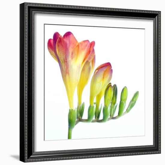 Freesia (Freesia Sp.)-Lawrence Lawry-Framed Premium Photographic Print