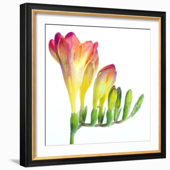 Freesia (Freesia Sp.)-Lawrence Lawry-Framed Premium Photographic Print