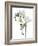 Freesia (Freesia Sp)-Gavin Kingcome-Framed Photographic Print