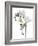 Freesia (Freesia Sp)-Gavin Kingcome-Framed Photographic Print