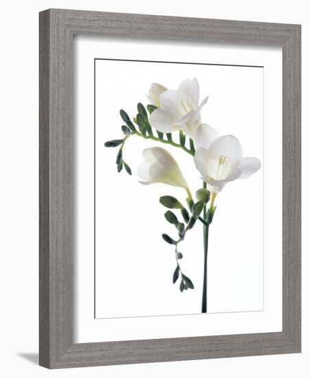 Freesia (Freesia Sp)-Gavin Kingcome-Framed Photographic Print