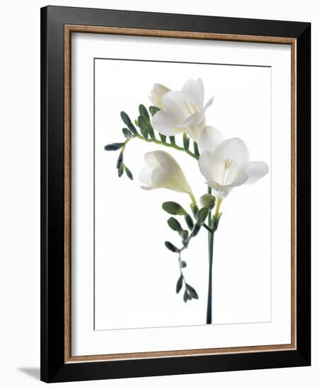 Freesia (Freesia Sp)-Gavin Kingcome-Framed Photographic Print