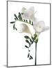 Freesia (Freesia Sp)-Gavin Kingcome-Mounted Photographic Print